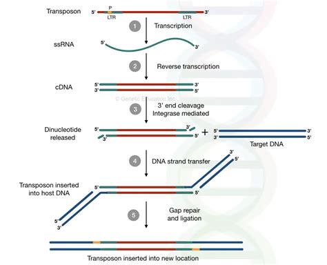 replicative transposition